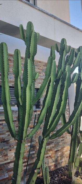 Vendo 3 Cactos/ Catos grandes