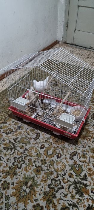 Rolas Mansas com Gaiola