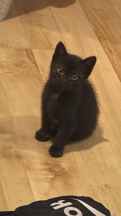 Czarna Mamba do adopcji