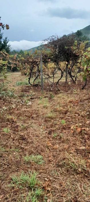 Limpeza de terrenos agrícolas e florestais