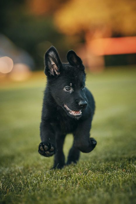 Owczarek niemiecki krótkowłosy Owczarki niemieckie krótkowłose