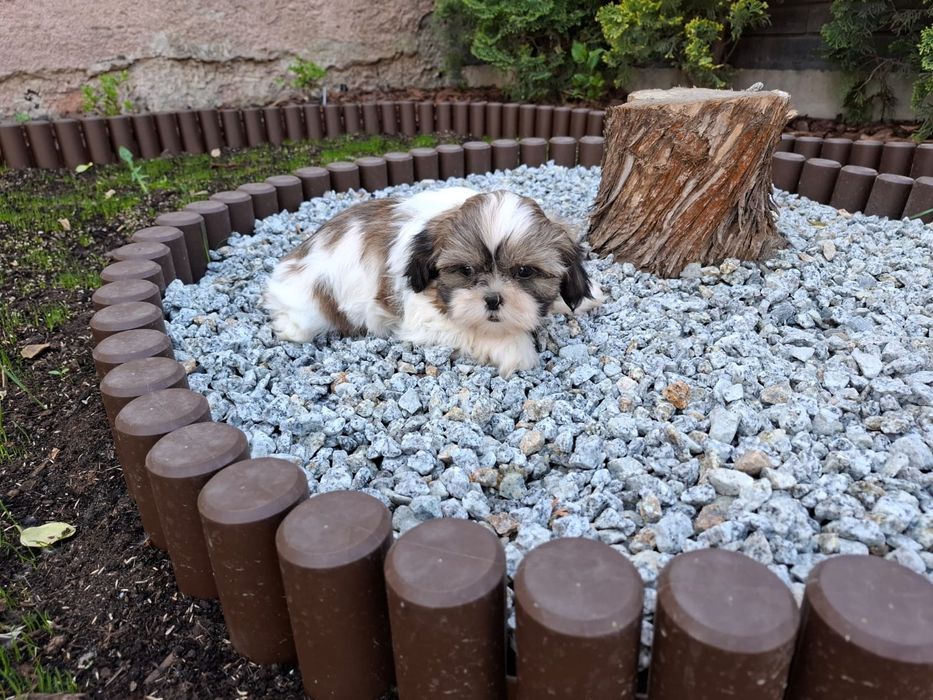 Shihtzu Shih TZU