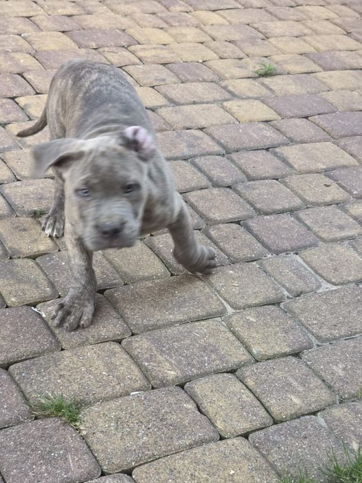 Suczka american bully xl z metryką