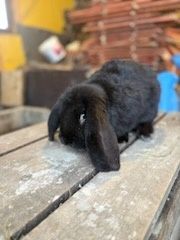 Barany francuskie samce