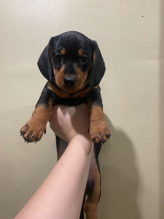 Чудові щеняти такси від красивих чистокровних батьків