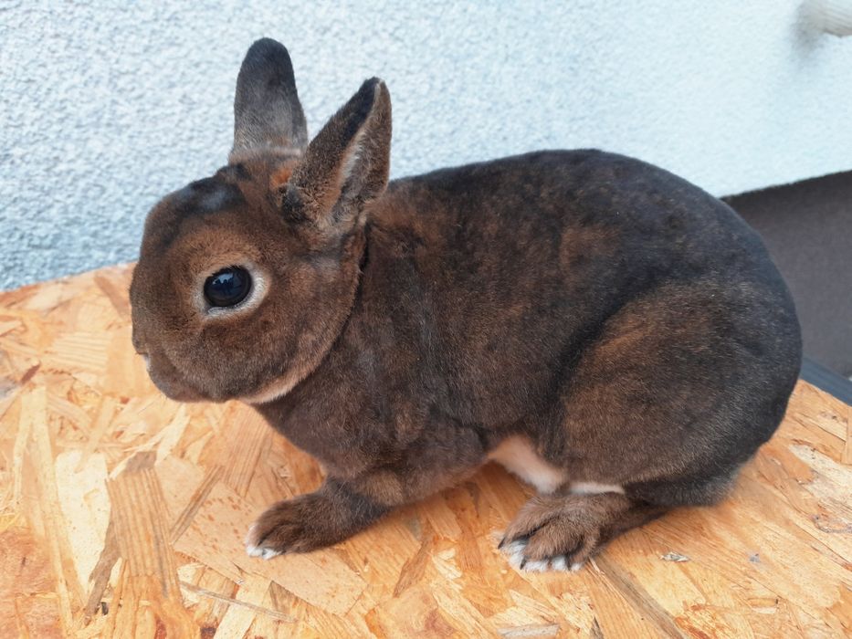 Królik karzełki castorex KCRX