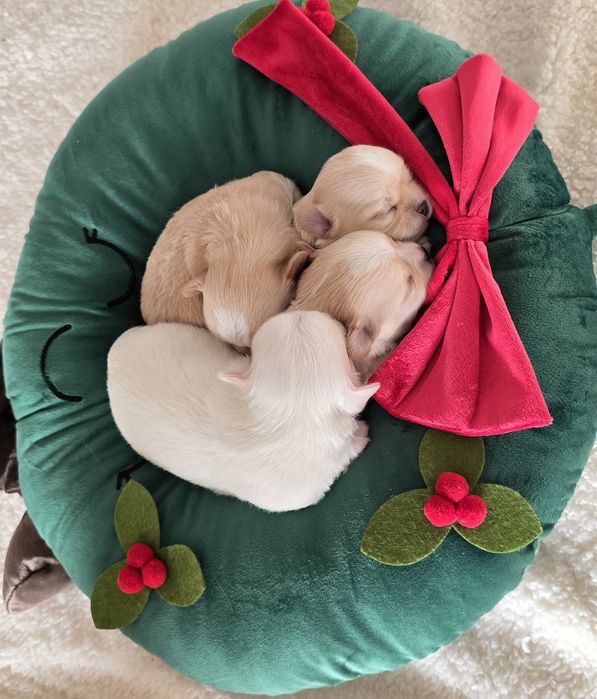 Chihuahua - wyjątkowy chłopak, FCI, ZkwP!