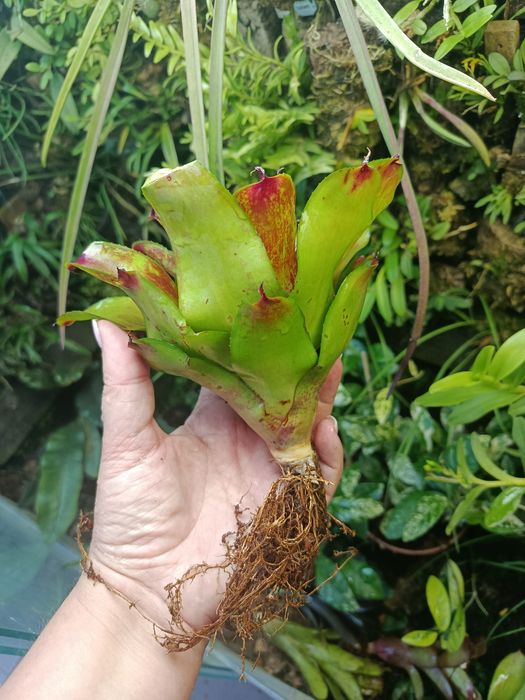 Неорегелія мініатюрна Neoregelia sp