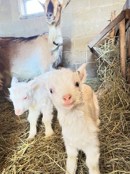 Козенятка від гарноі кози