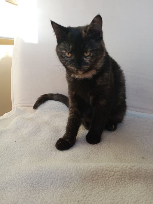 Безкоштовно!  Гарні дівчата 6.5 місяці віком.