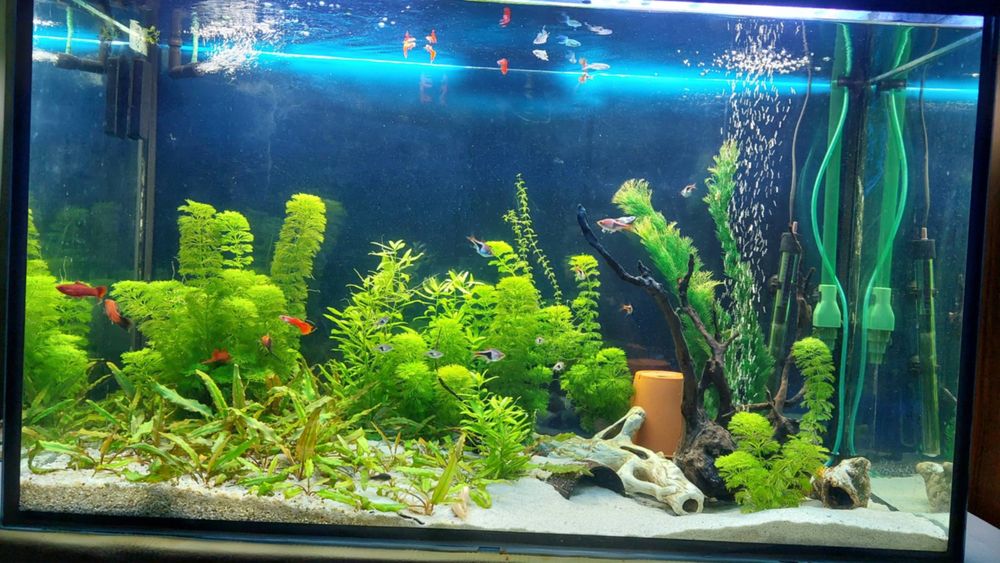 Akwarium 240 l z pełnym życiem