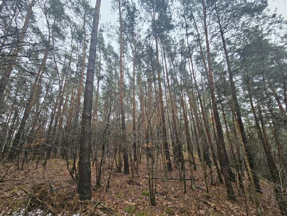 Sprzedam las i grunty calość 3,16ha