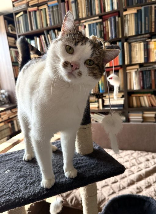 Фунтік. Дуже класний дуже ласкавий котик