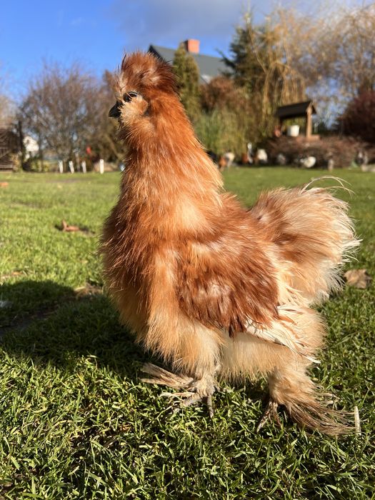 Silki , kury ozdobne ( koguty )