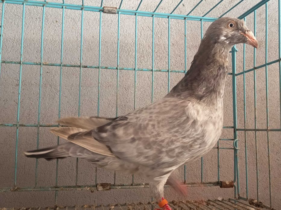 Criador lusitano , raça autóctone portuguesa