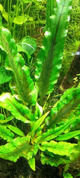 Cryptocoryne  Wendtii -Green i Brown