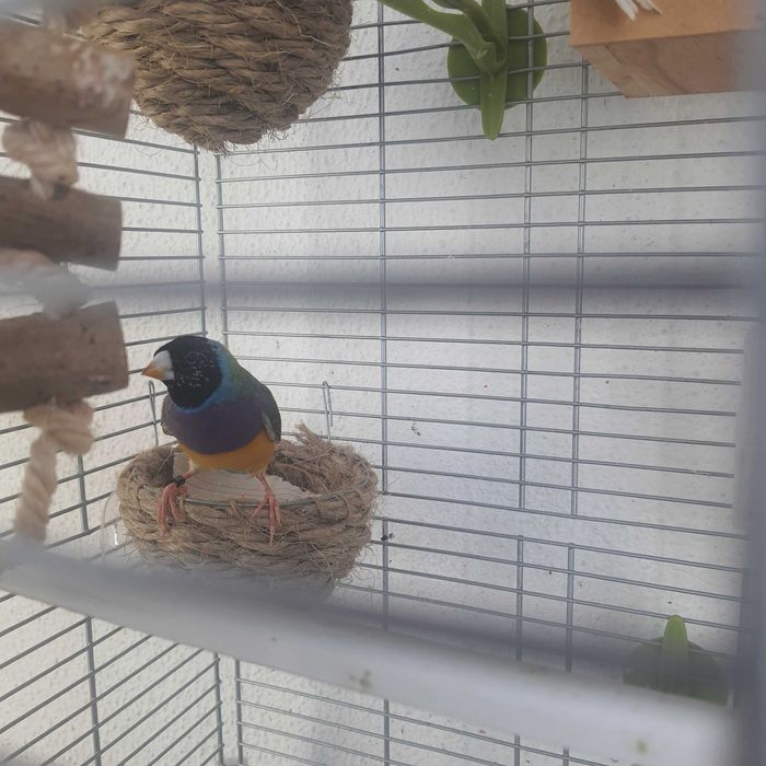 Vendo aves + gaiola grande e acessórios
