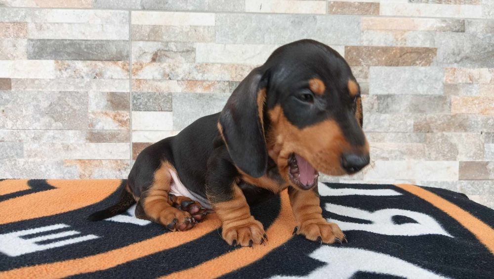 Jamnik  krótkowłosy piesek