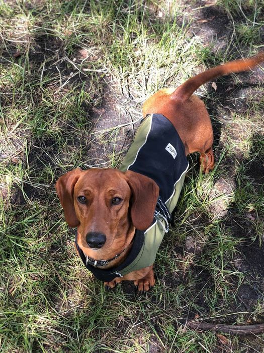 Вязка Такси чистопородиста