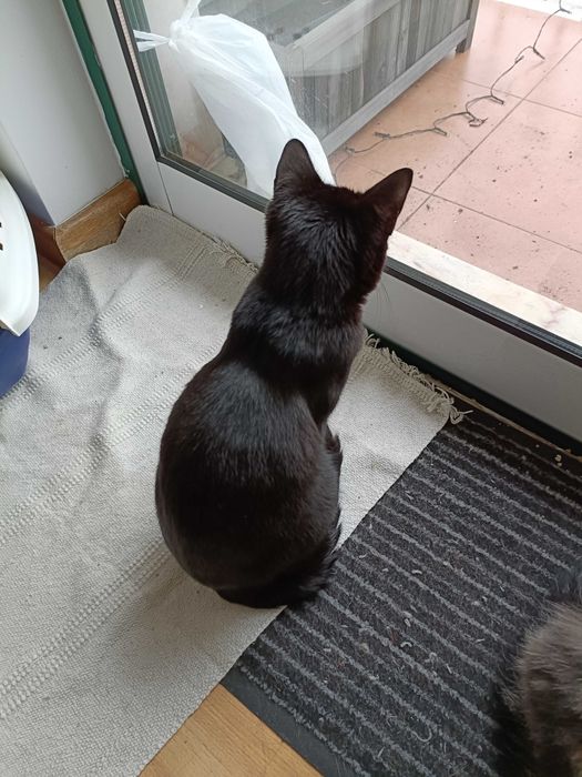 Gata preta de 7 meses para adopção