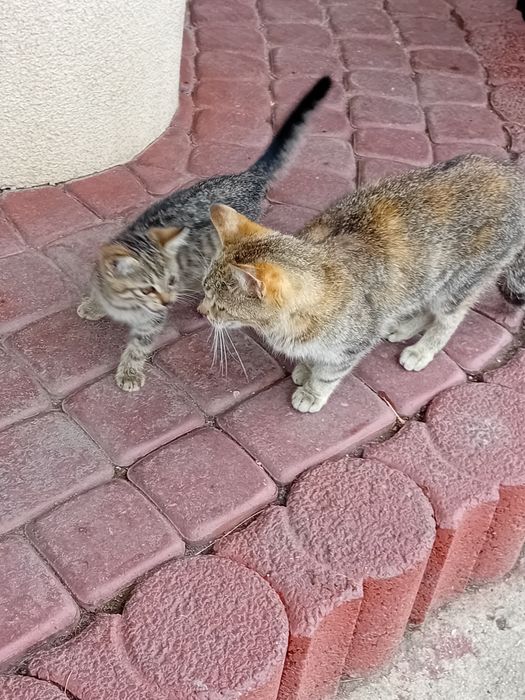 Kotek piekny  szary