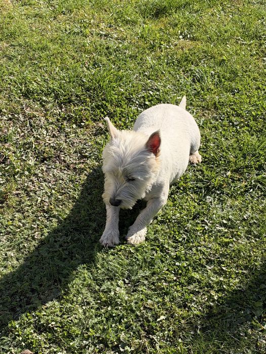 West Highland White Terrier