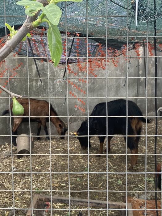 Cabras varias idades