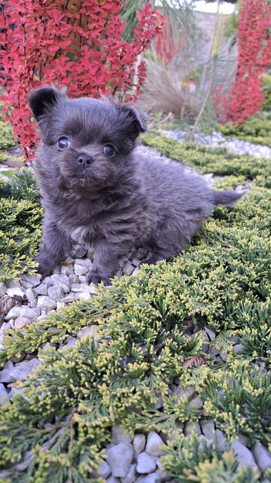 Unikatowa suczka chihuahua niebieska XXS długowłosa blue