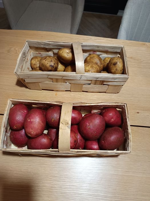 Na sprzedaż ziemniaki: czerwone Red Sonia, Tajfun i Vinieta. 15kg 25zl
