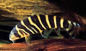 GB Bocja Dario - dowóz ryb!