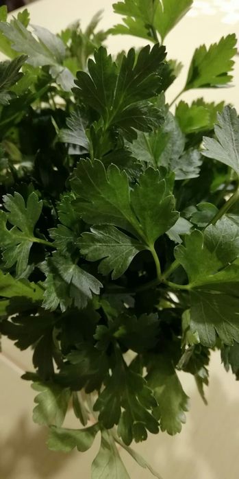 Pietruszka ekologiczna