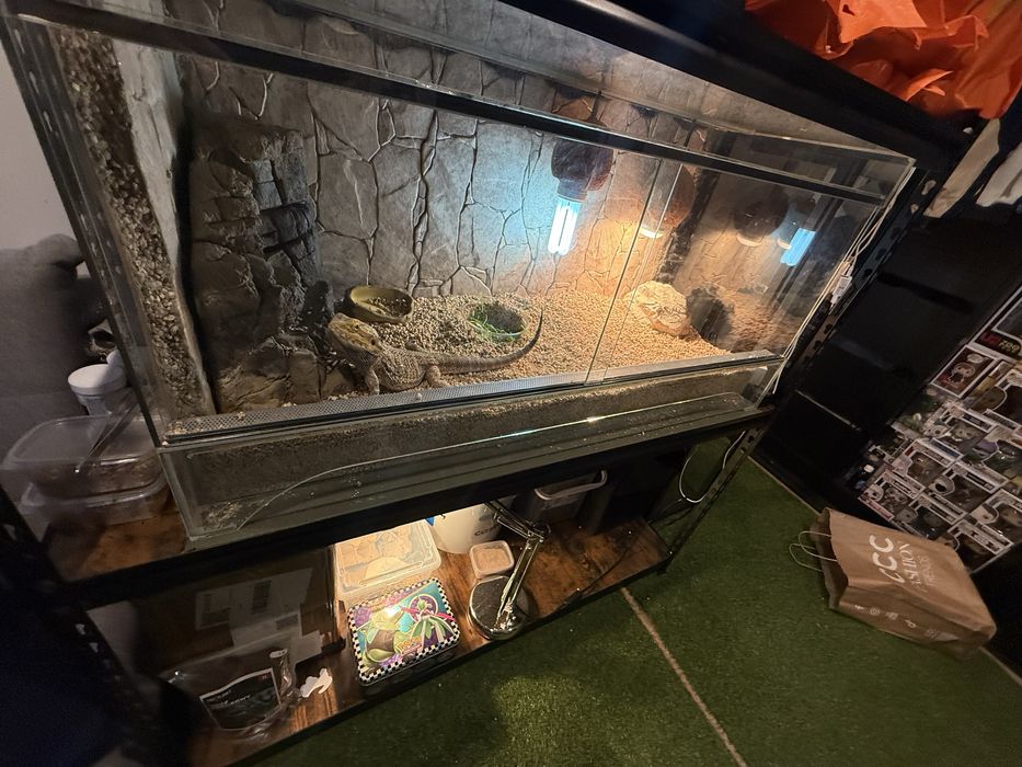 Terarium z agamą