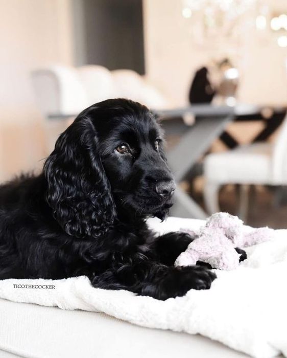 Чорна дівчинка кокер-спаніеля — природна ніжність і акуратність.