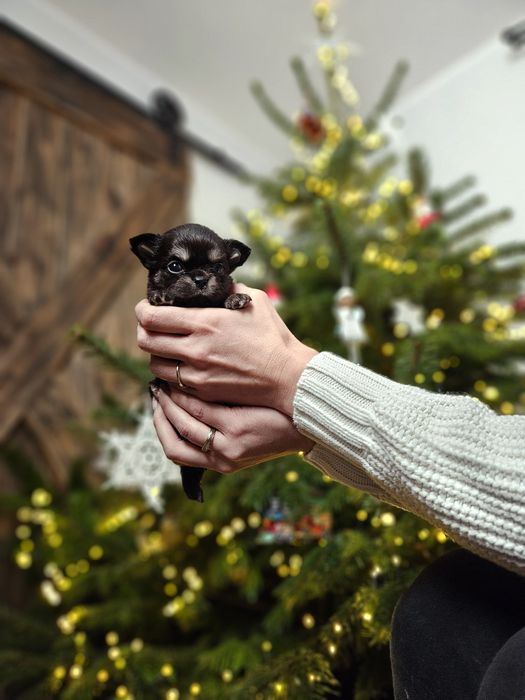 Chihuahua piękna suczka dlugowłosa