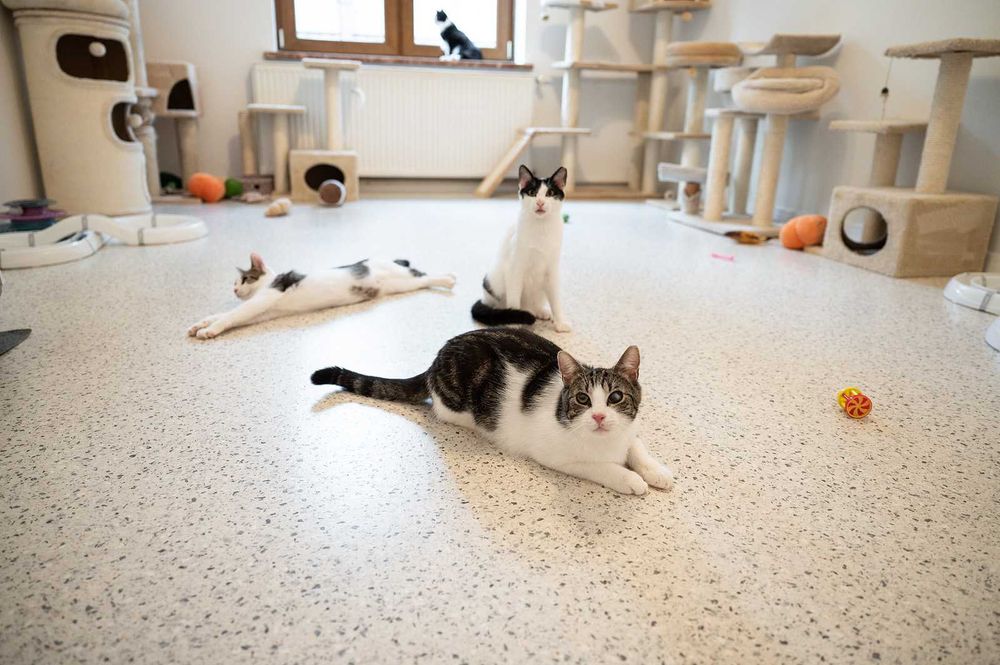 Kot do adopcji - BOBI, 1 rok