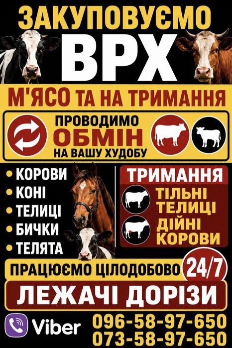 ВРХ корови бички телиці на м'ясо та на тримання
