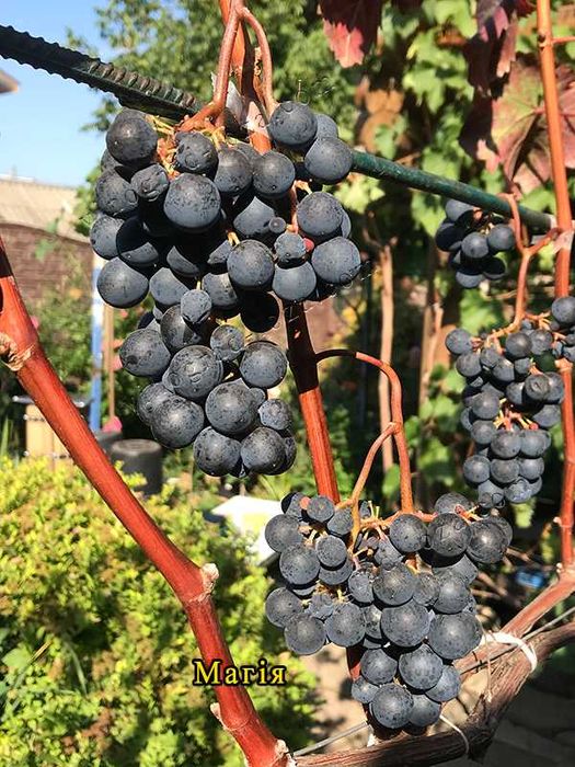 Саджанці винограду (Харків)