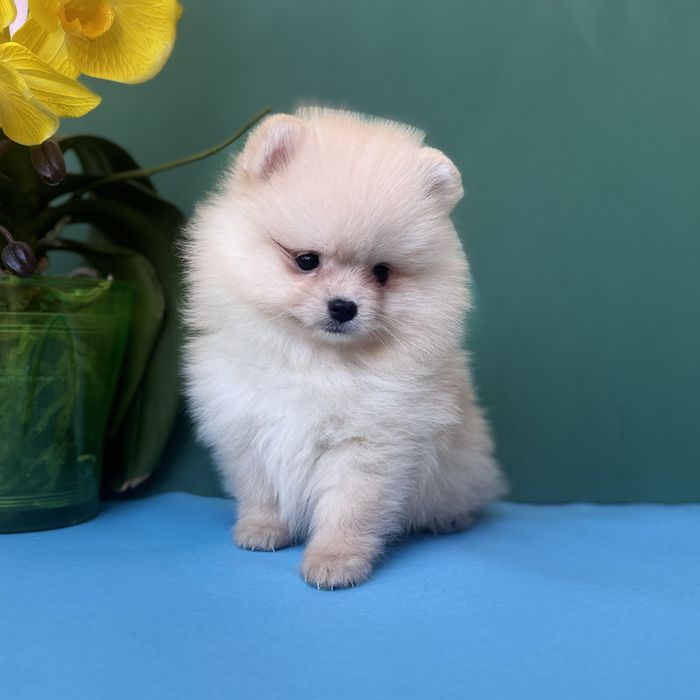 Хлопчик шоу класу тип ведмедика