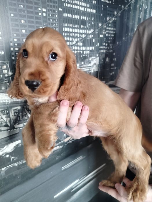 Cocker spaniel angielski