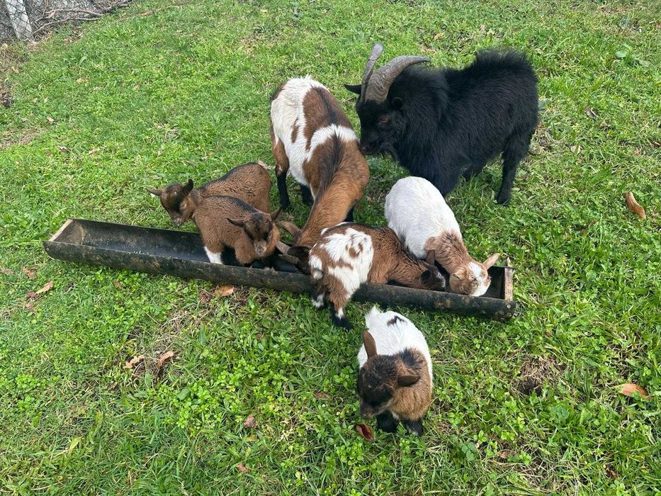 Rebanho de Cabras Anãs