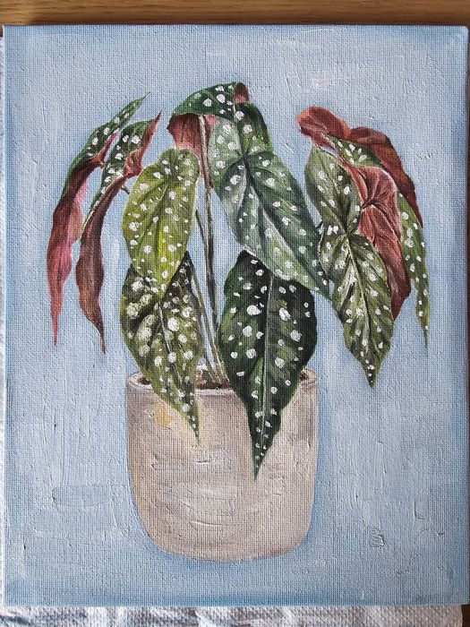 Quadro a Oleo Begonia Maculata