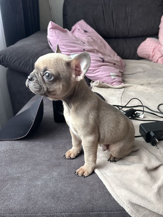 Французький бульдог хлопчик