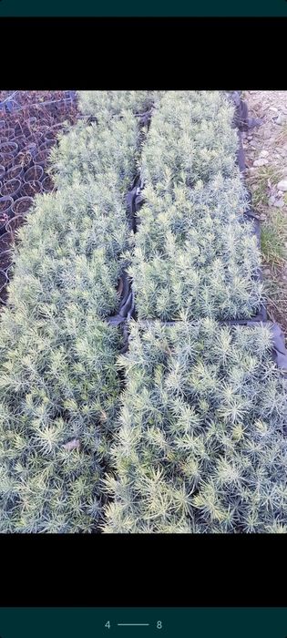 Сосна Гималайская  Сосна Черная сосна Пандеросса