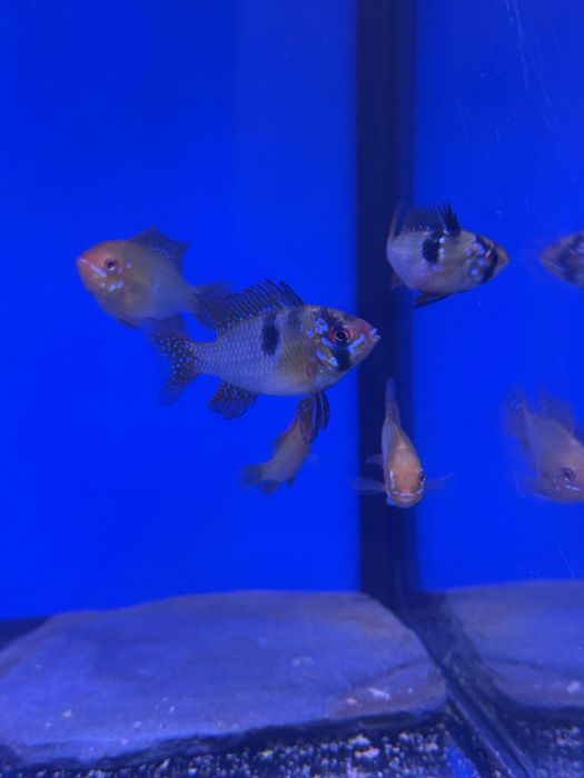 Ramirezis german e ramirezis gold