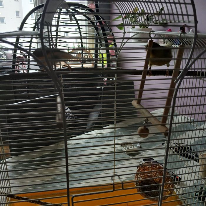 Sprzedam parke kanarkow