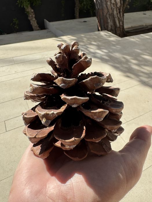 Pinhas de Pinheiro-Manso – 4 Kg por 5 € | Promo 3 sacos = 14€