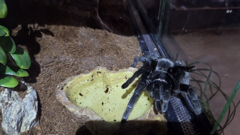 Gramostola Pulchra 8DC