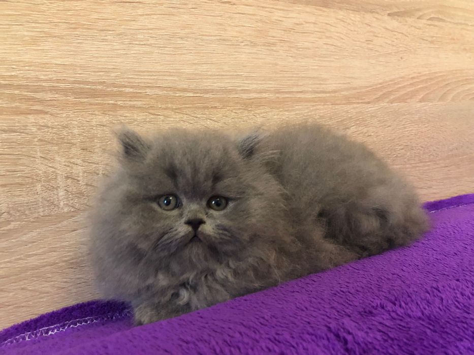 Scottish Straight Highland Negociável