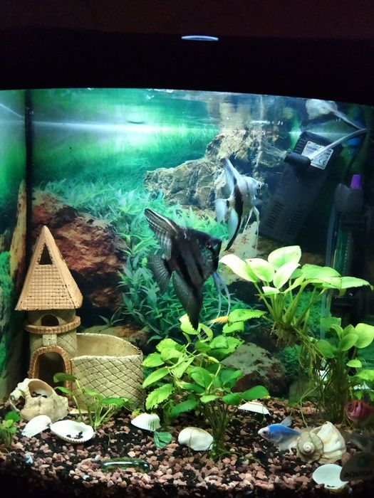 Чистка  акваріума, и повне обслуговування