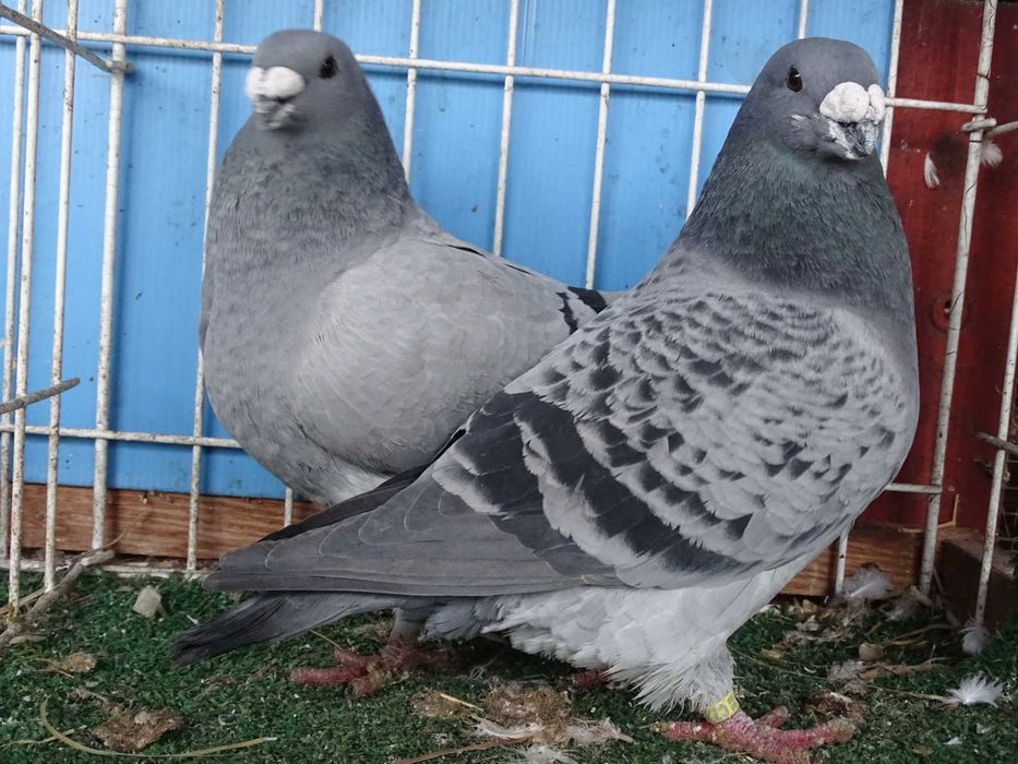 show racer, racery, gołębie ozdobne